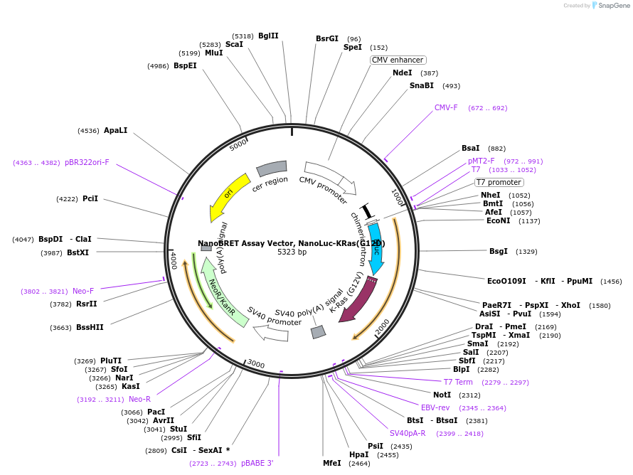 238581-plasmid-map-sequence-id-481209