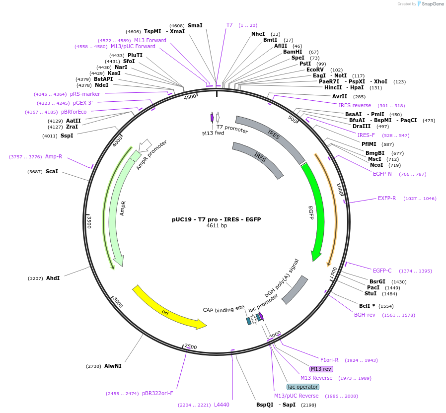 138586-plasmid-map-sequence-id-481555