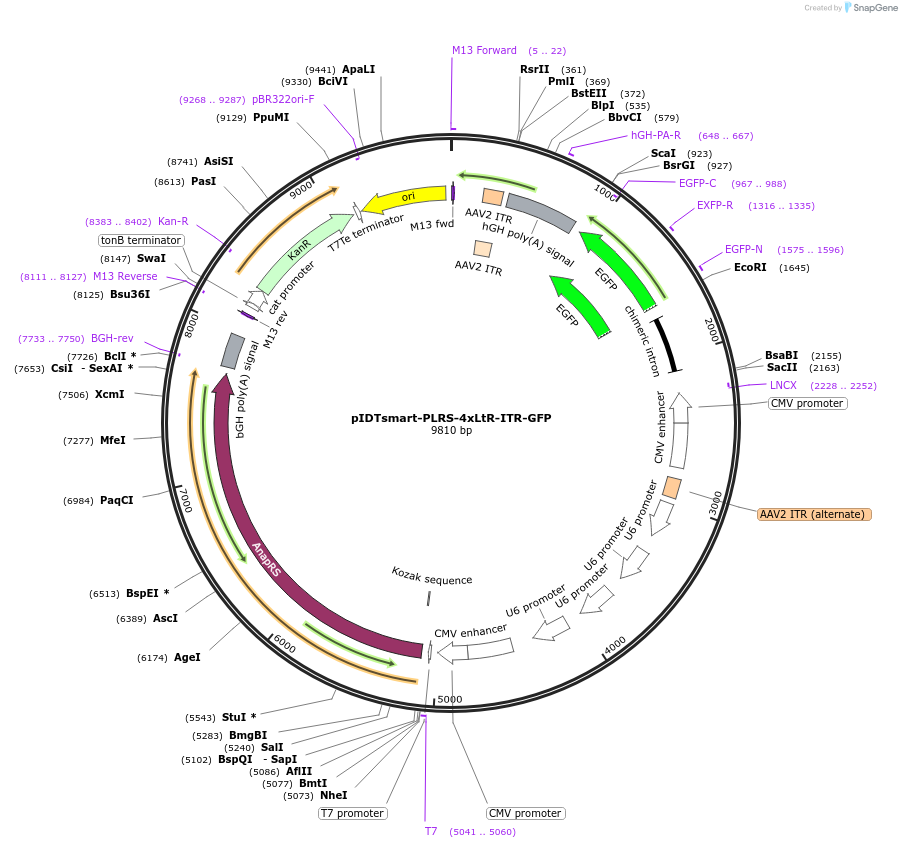 240278-plasmid-map-sequence-id-481569