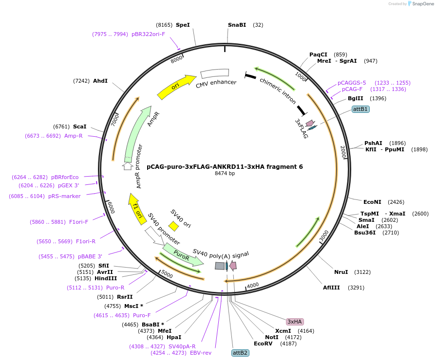 236623-plasmid-map-sequence-id-481703