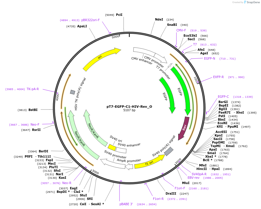 147113-plasmid-map-sequence-id-481706
