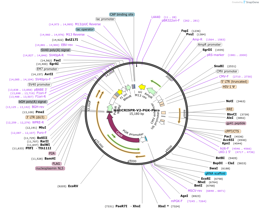 240070-plasmid-map-sequence-id-481727
