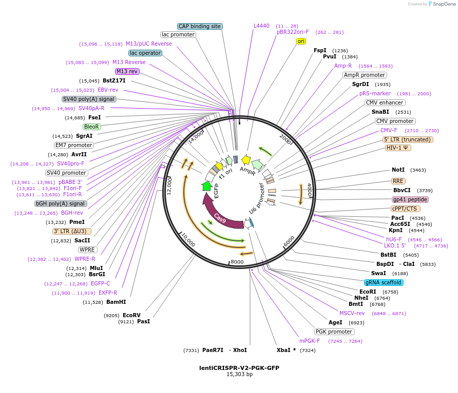 240075-plasmid-map-sequence-id-481728