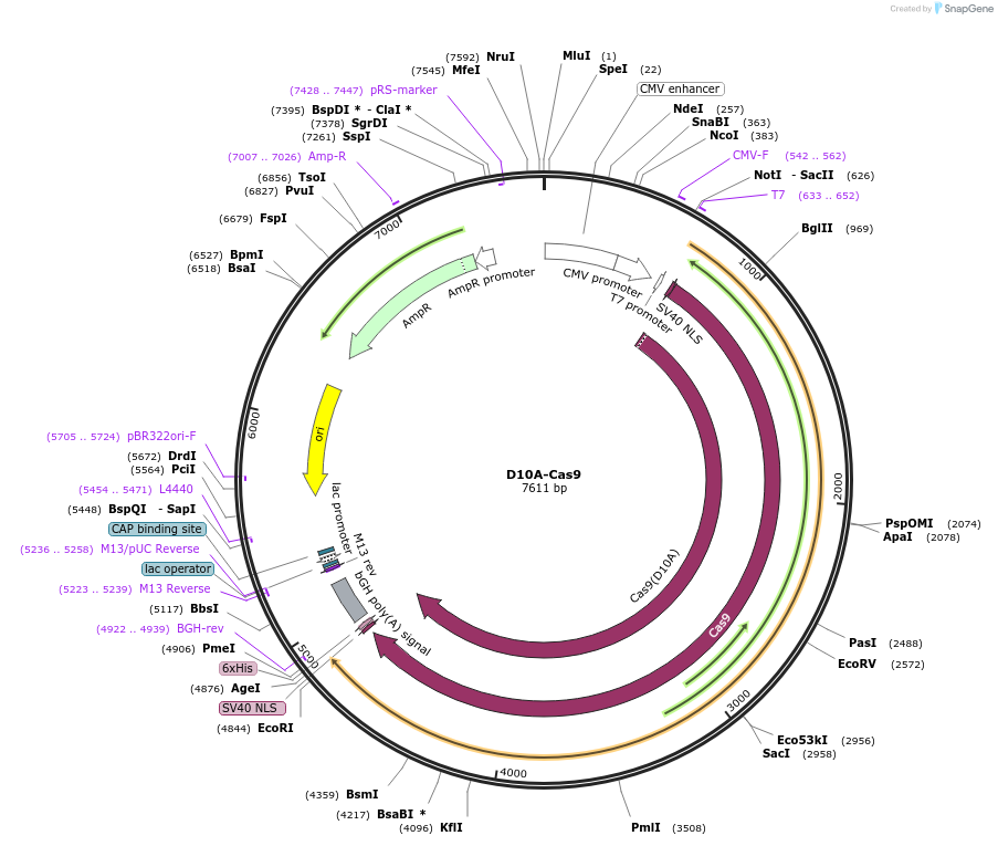 239383-plasmid-map-sequence-id-481779