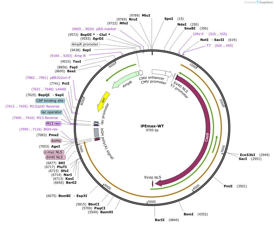 239385-plasmid-map-sequence-id-481781