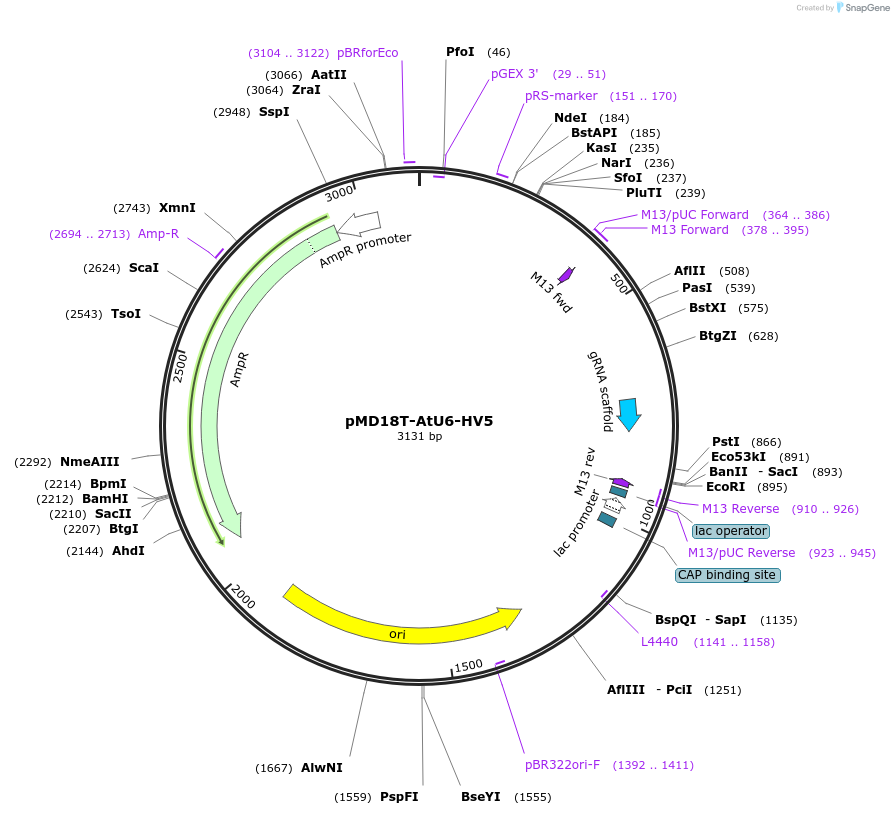 239470-plasmid-map-sequence-id-481784