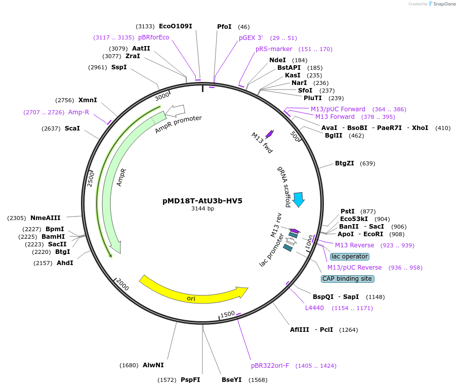 239477-plasmid-map-sequence-id-481787