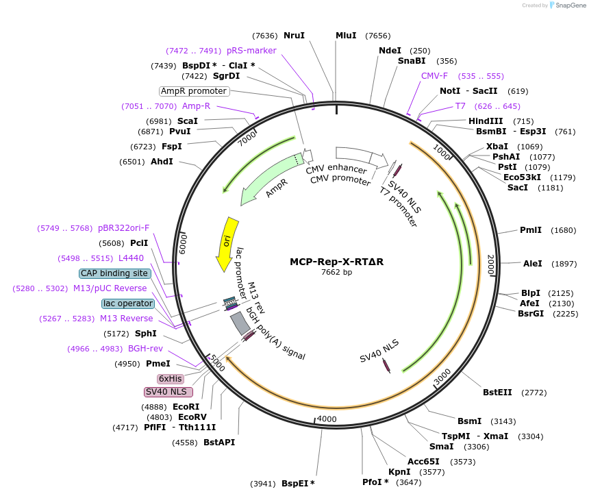 239384-plasmid-map-sequence-id-481789