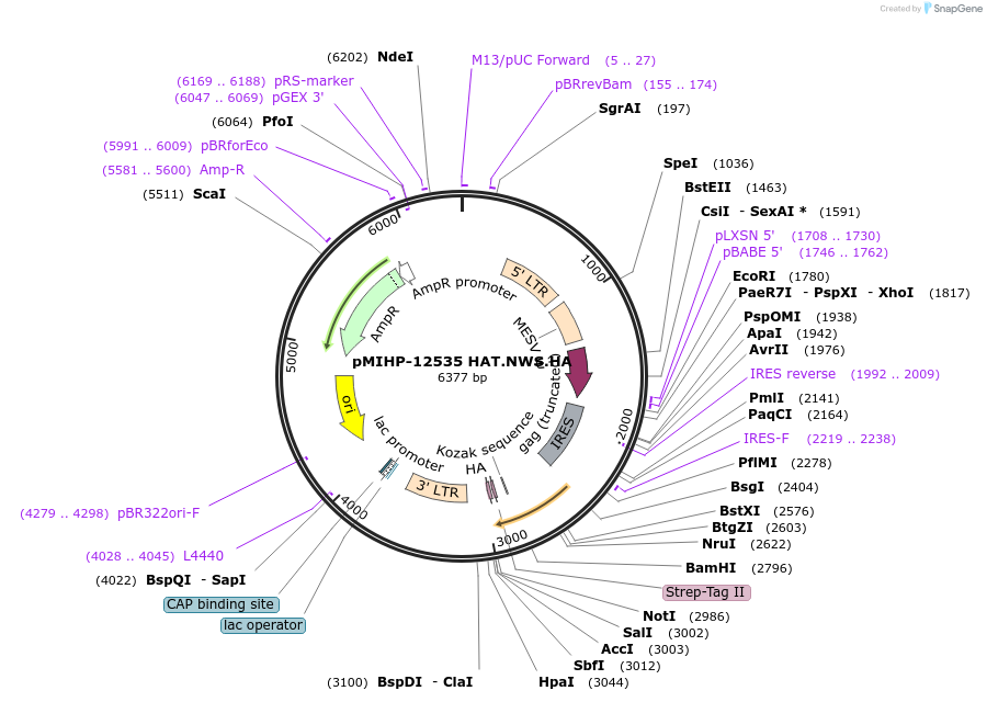 241471-plasmid-map-sequence-id-481805