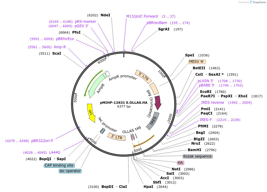 241468-plasmid-map-sequence-id-481807