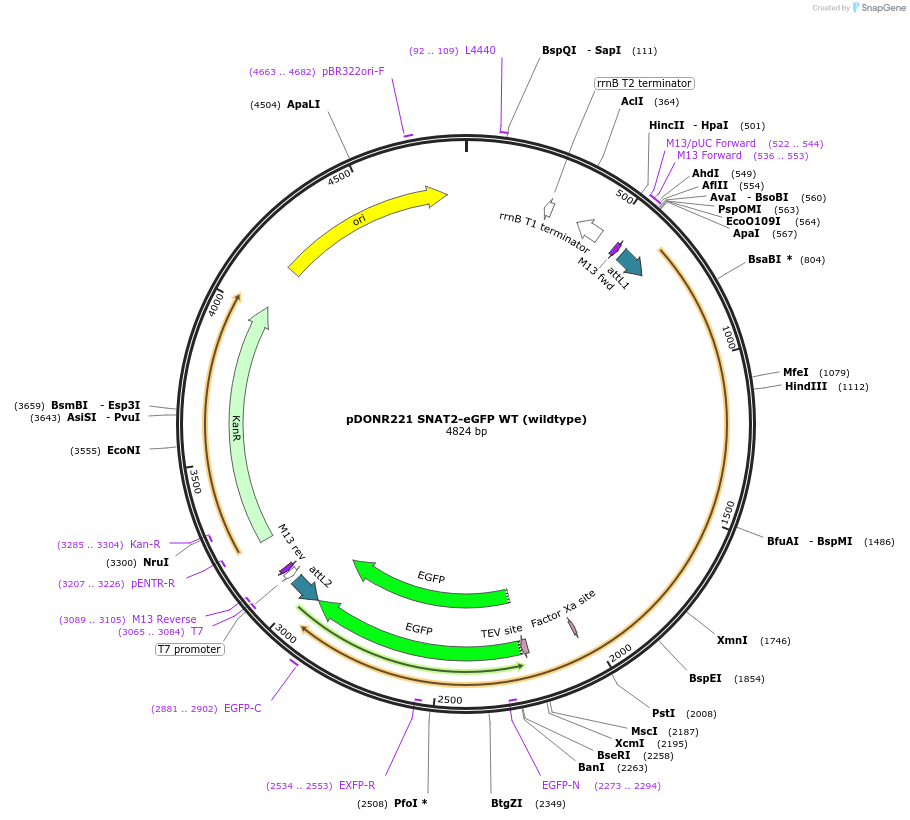 237231-plasmid-map-sequence-id-481816