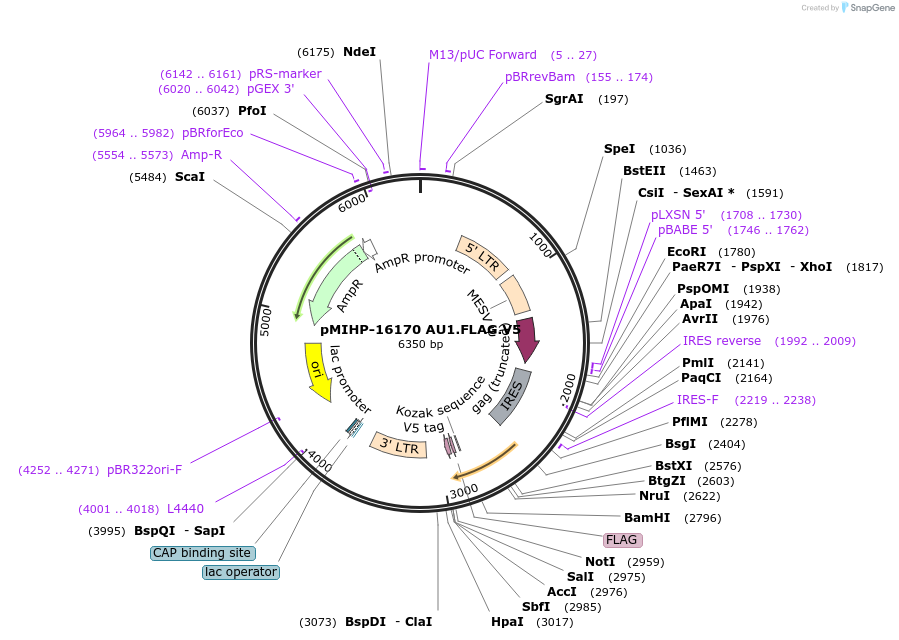 241480-plasmid-map-sequence-id-481819