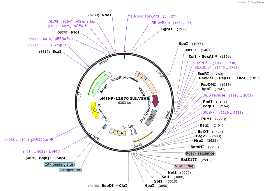 241469-plasmid-map-sequence-id-481822