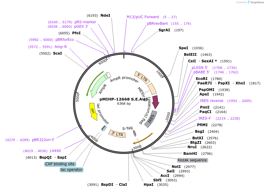 241460-plasmid-map-sequence-id-481829