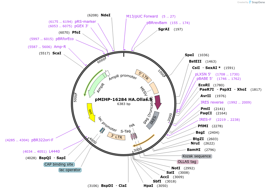 241492-plasmid-map-sequence-id-481838