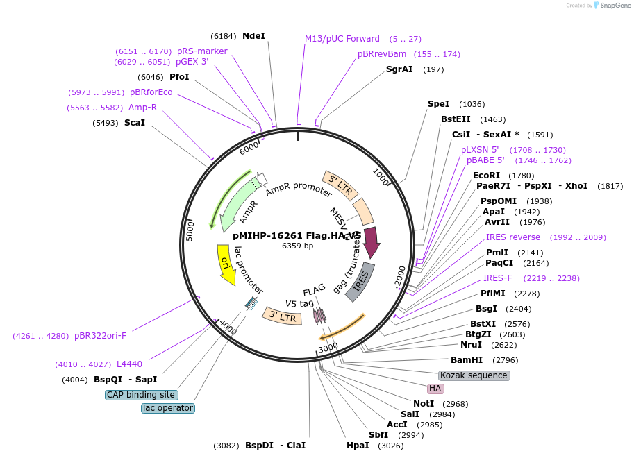 241489-plasmid-map-sequence-id-481842