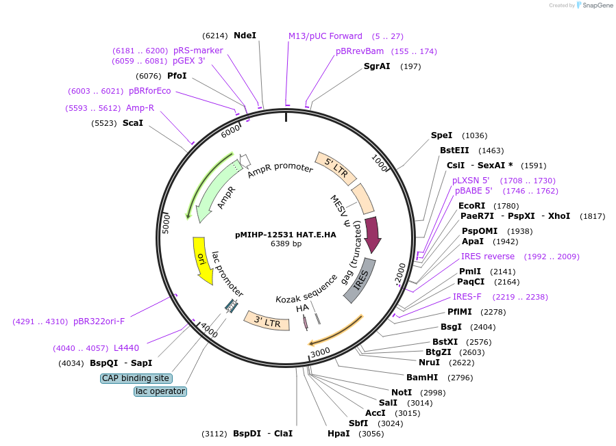 241467-plasmid-map-sequence-id-481845