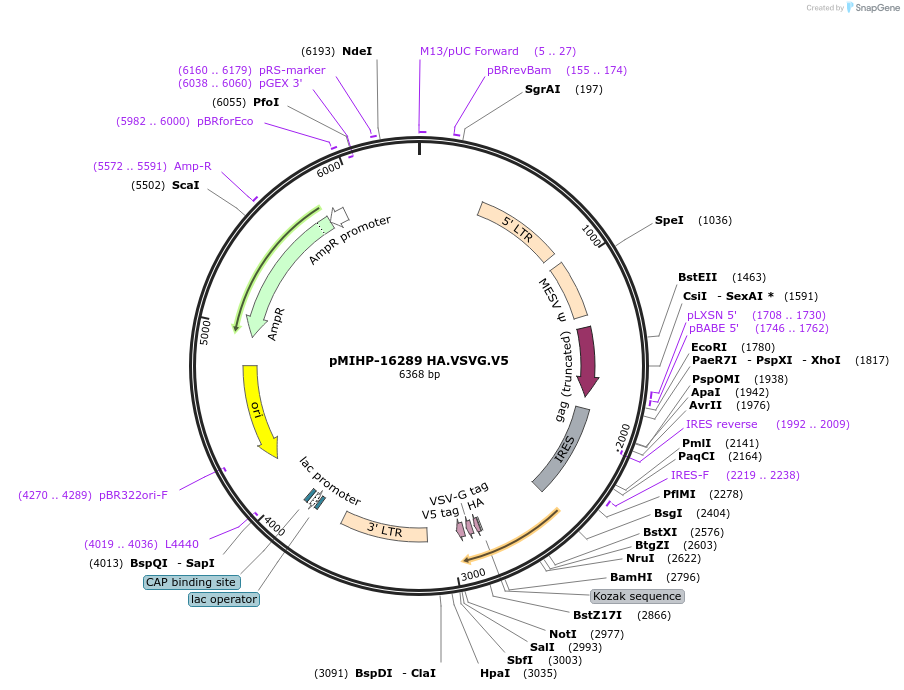 241506-plasmid-map-sequence-id-481849