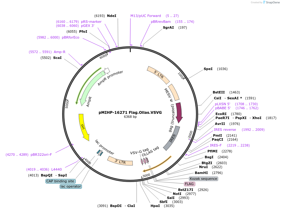 241502-plasmid-map-sequence-id-481850