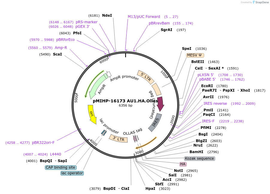 241481-plasmid-map-sequence-id-481857