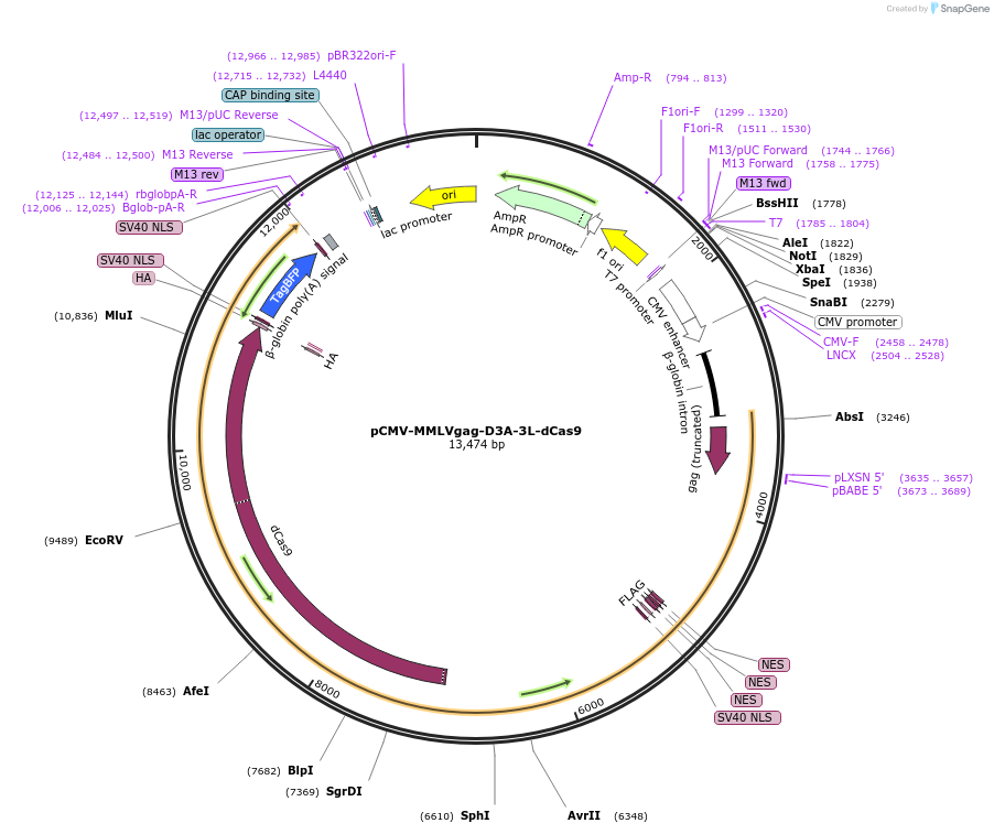 240530-plasmid-map-sequence-id-481877