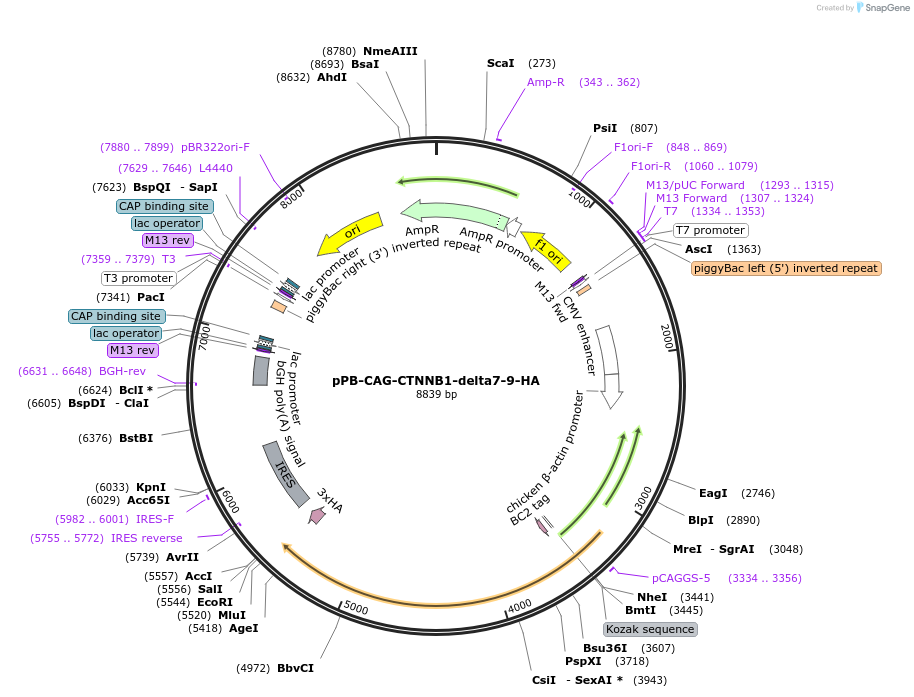 242221-plasmid-map-sequence-id-481881
