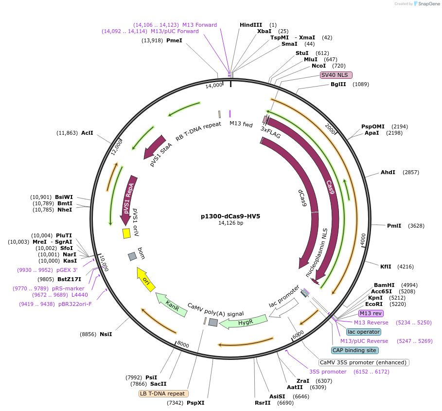 239479-plasmid-map-sequence-id-481902