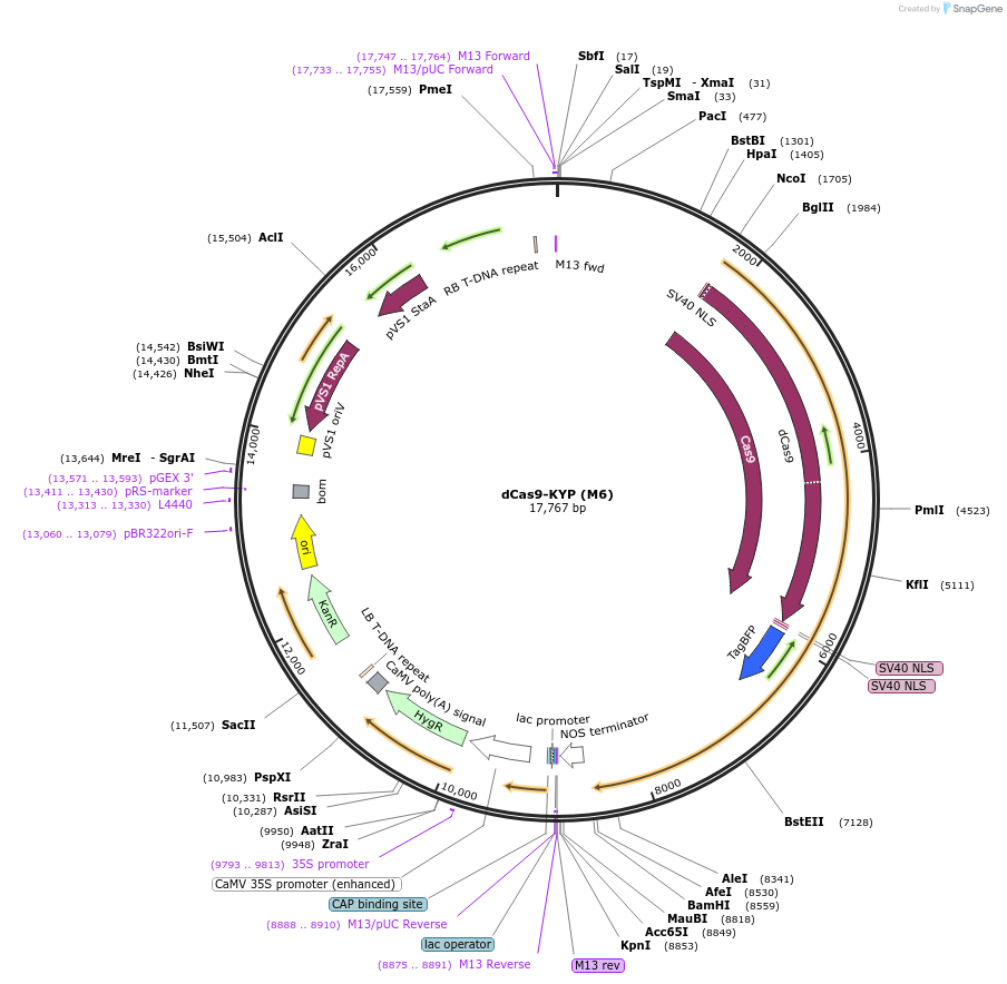 239480-plasmid-map-sequence-id-481919