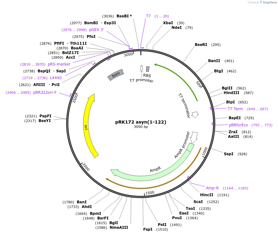 240598-plasmid-map-sequence-id-481921