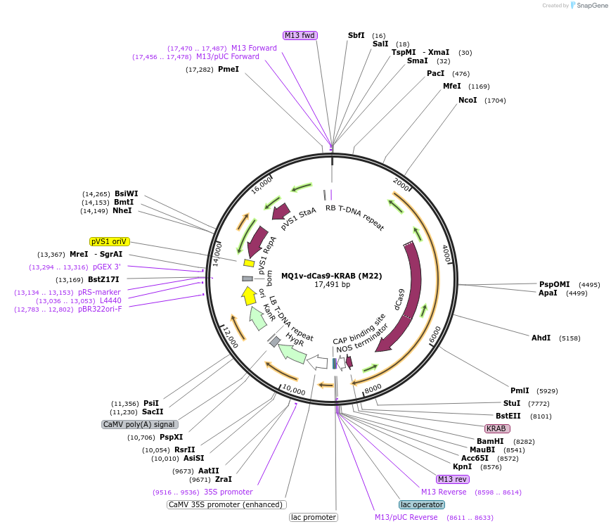 239483-plasmid-map-sequence-id-481927