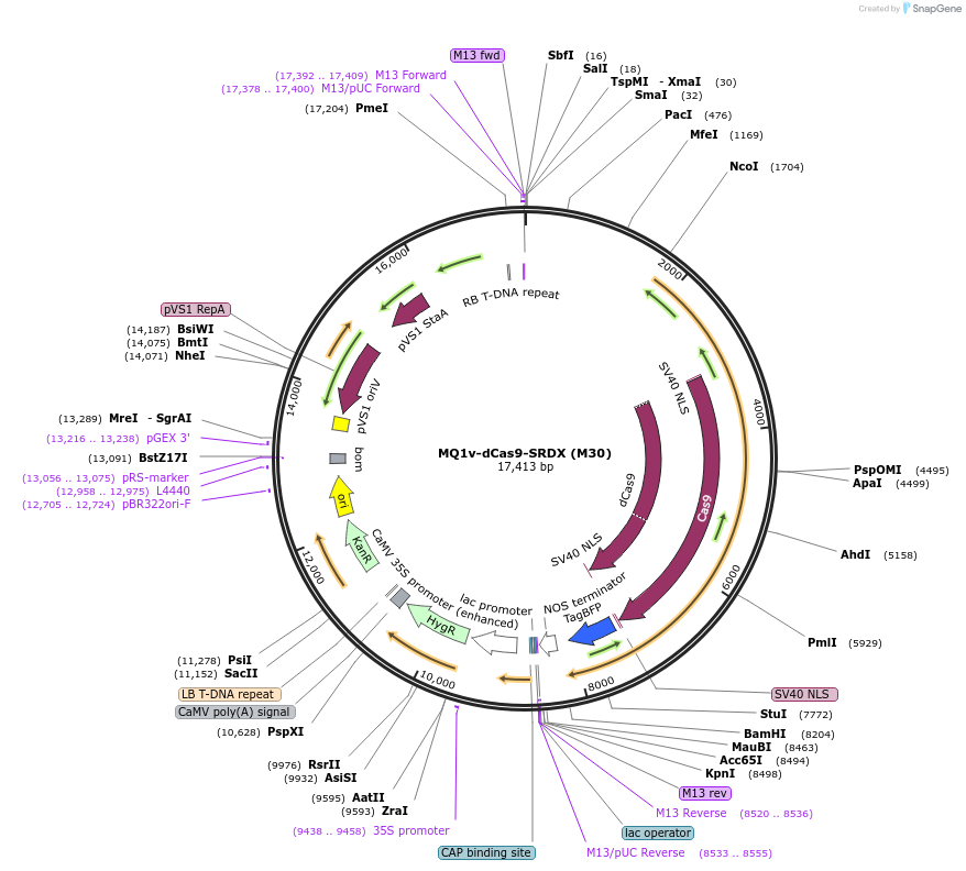 239484-plasmid-map-sequence-id-481929