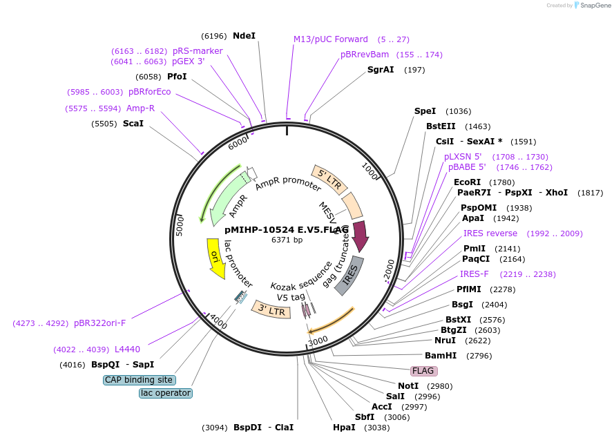 241465-plasmid-map-sequence-id-481936