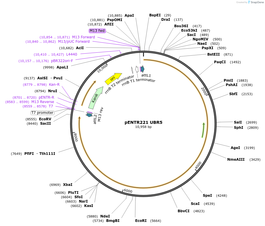 81062-plasmid-map-sequence-id-481937