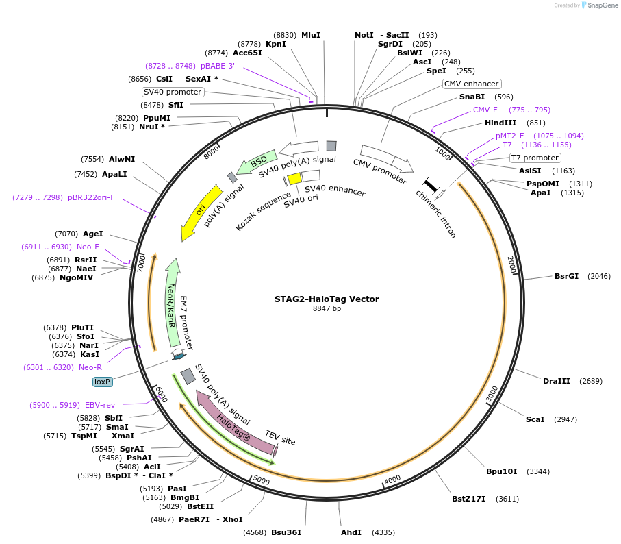 238686-plasmid-map-sequence-id-481971