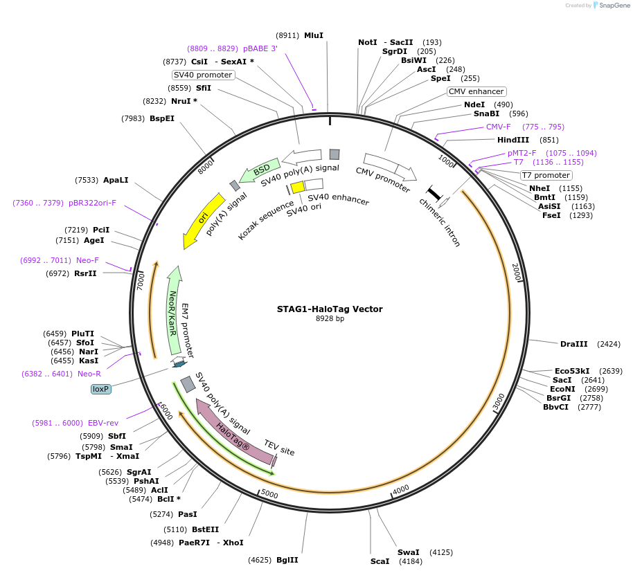 238690-plasmid-map-sequence-id-481972