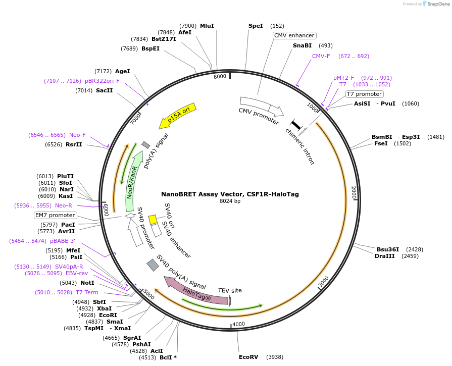 238705-plasmid-map-sequence-id-481973