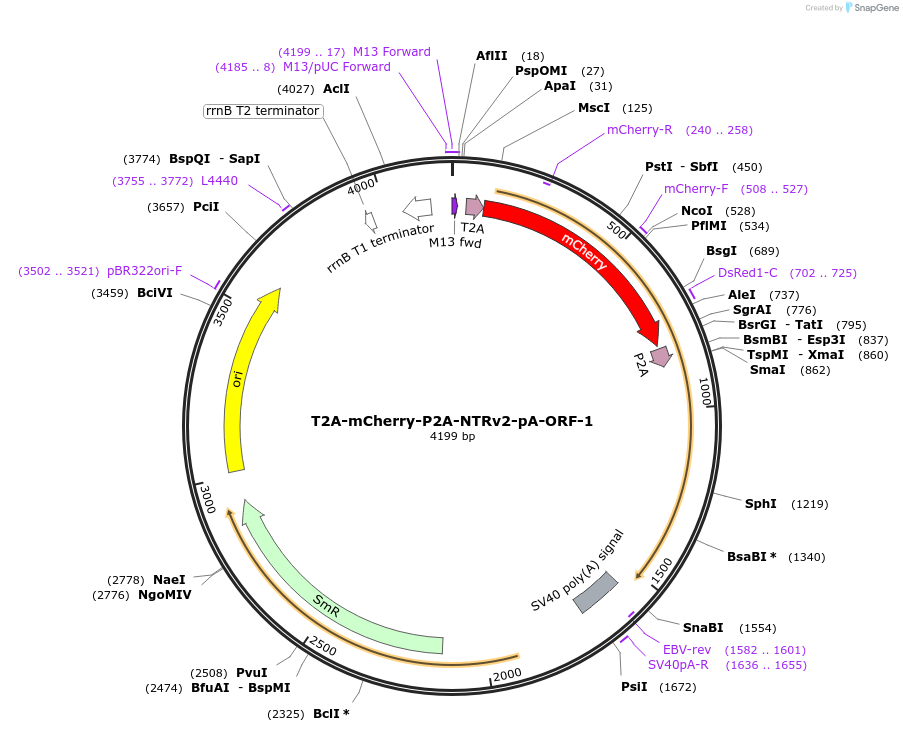 241196-plasmid-map-sequence-id-482025