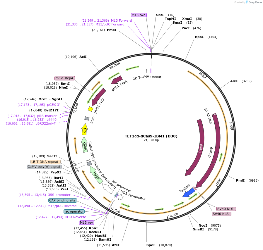 239492-plasmid-map-sequence-id-482046