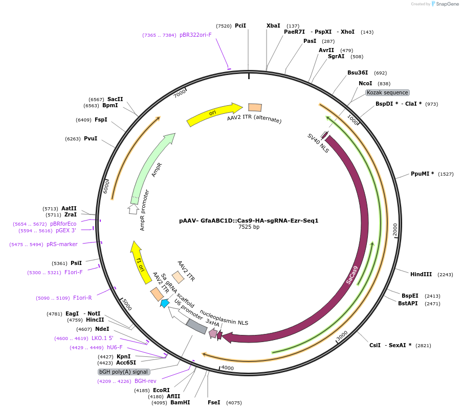 240094-plasmid-map-sequence-id-482052