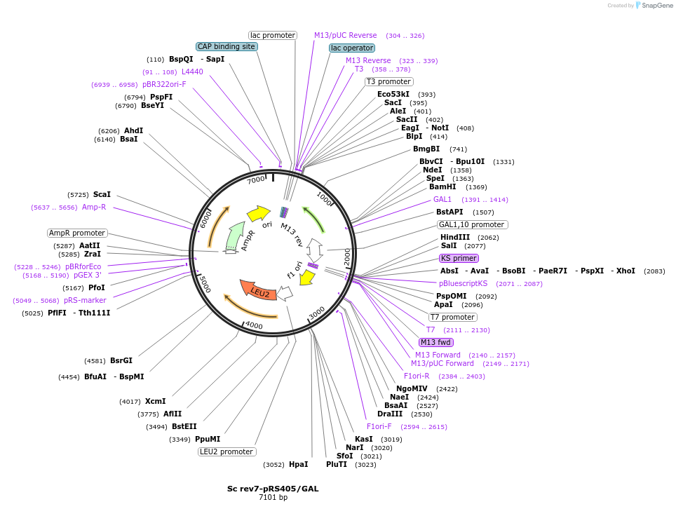 241259-plasmid-map-sequence-id-482061