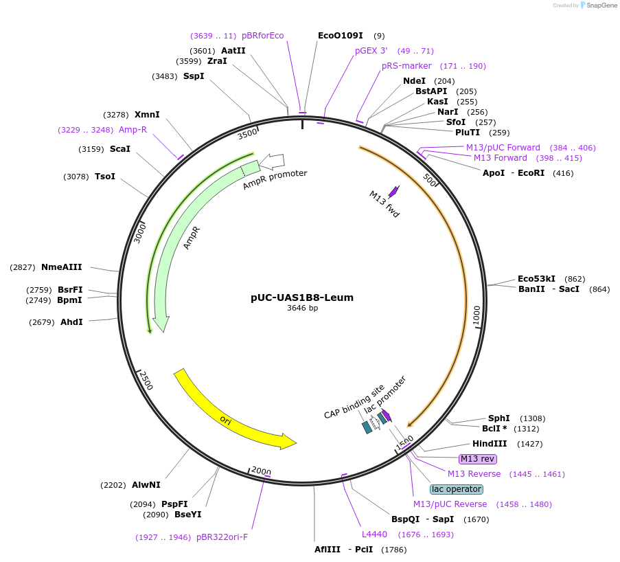 44316-plasmid-map-sequence-id-482090