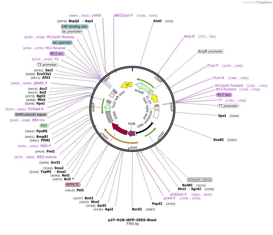 240802-plasmid-map-sequence-id-482147