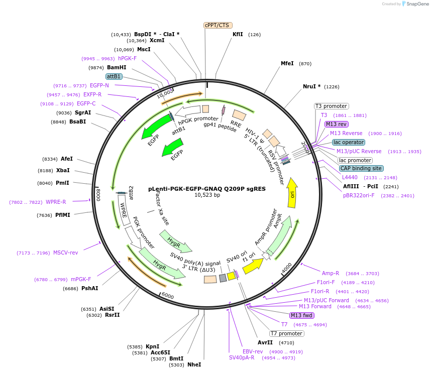 241925-plasmid-map-sequence-id-482152