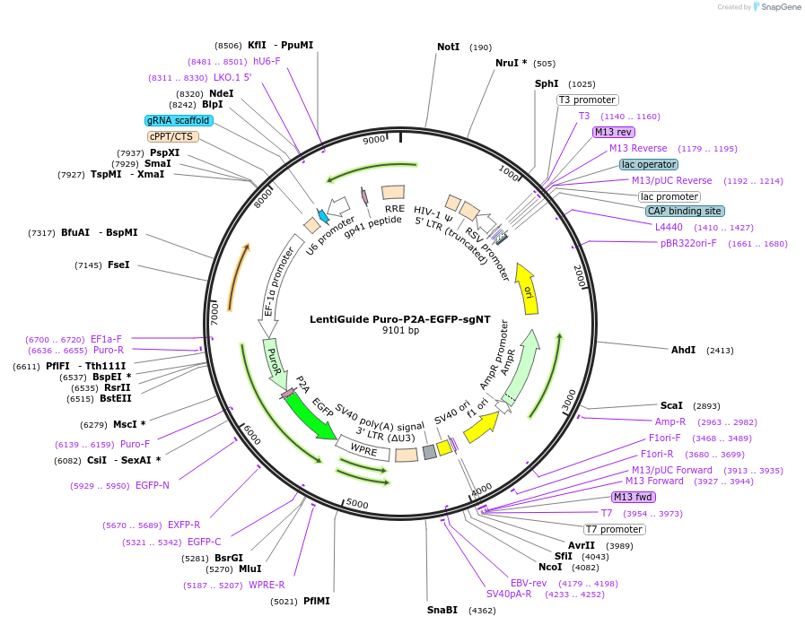 241929-plasmid-map-sequence-id-482162