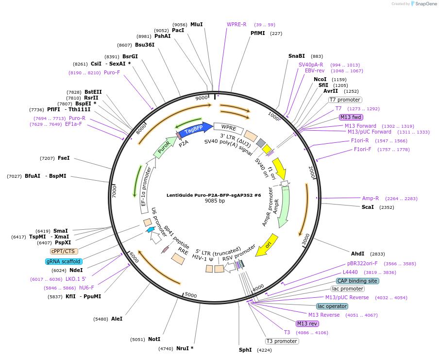 241932-plasmid-map-sequence-id-482167