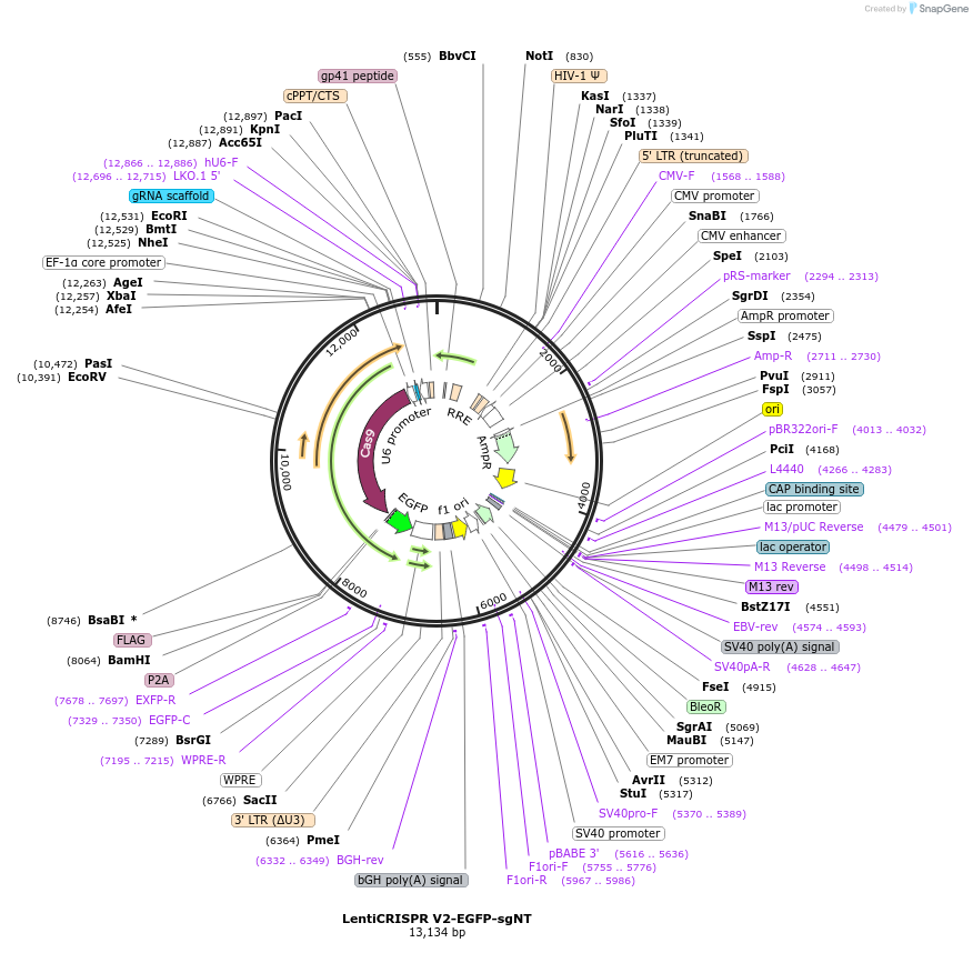 241960-plasmid-map-sequence-id-482169