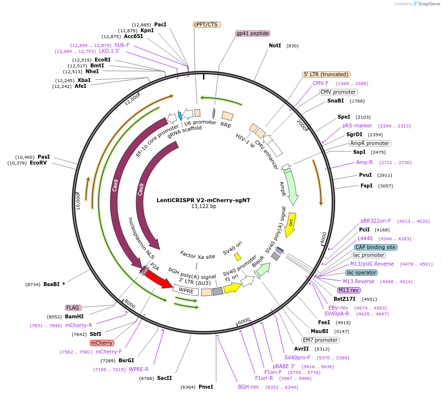 241961-plasmid-map-sequence-id-482172