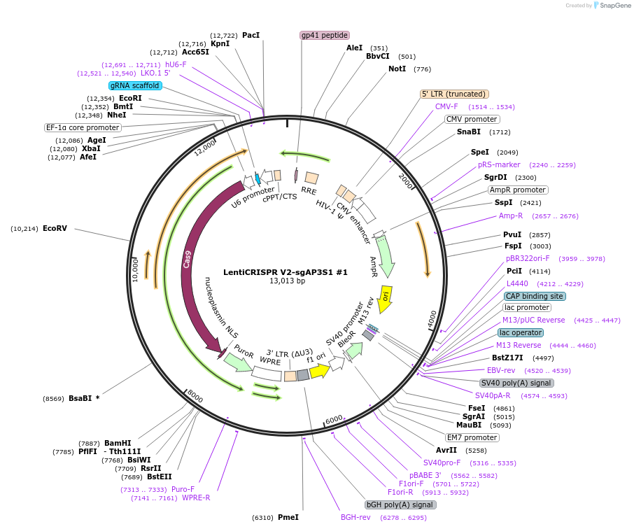 241937-plasmid-map-sequence-id-482177