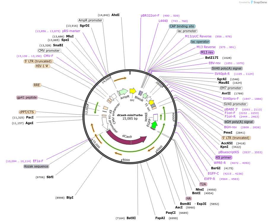 219822-plasmid-map-sequence-id-482202