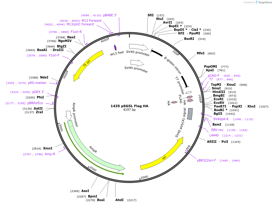 10791-plasmid-map-sequence-id-482206
